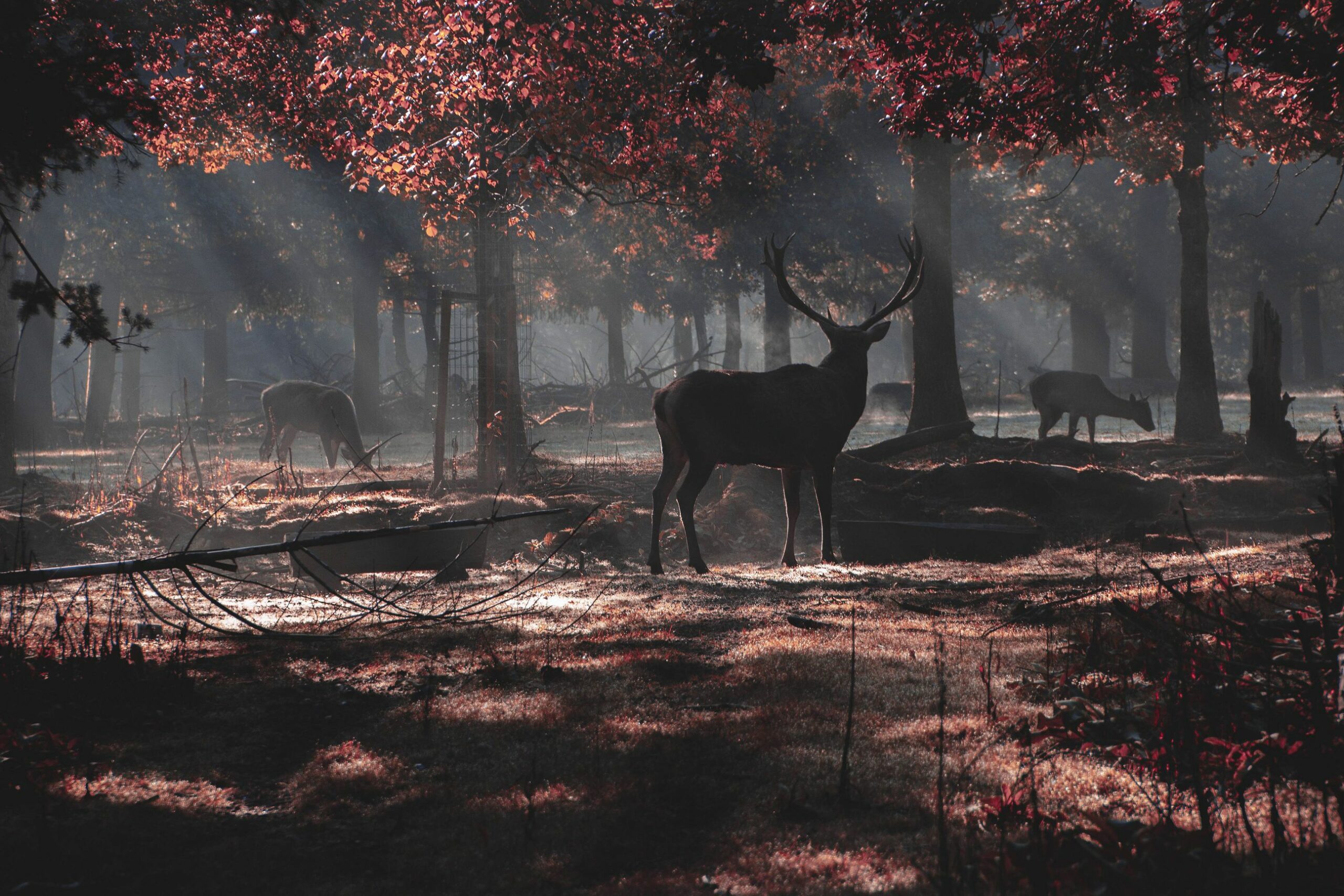 Gibier d'Automne